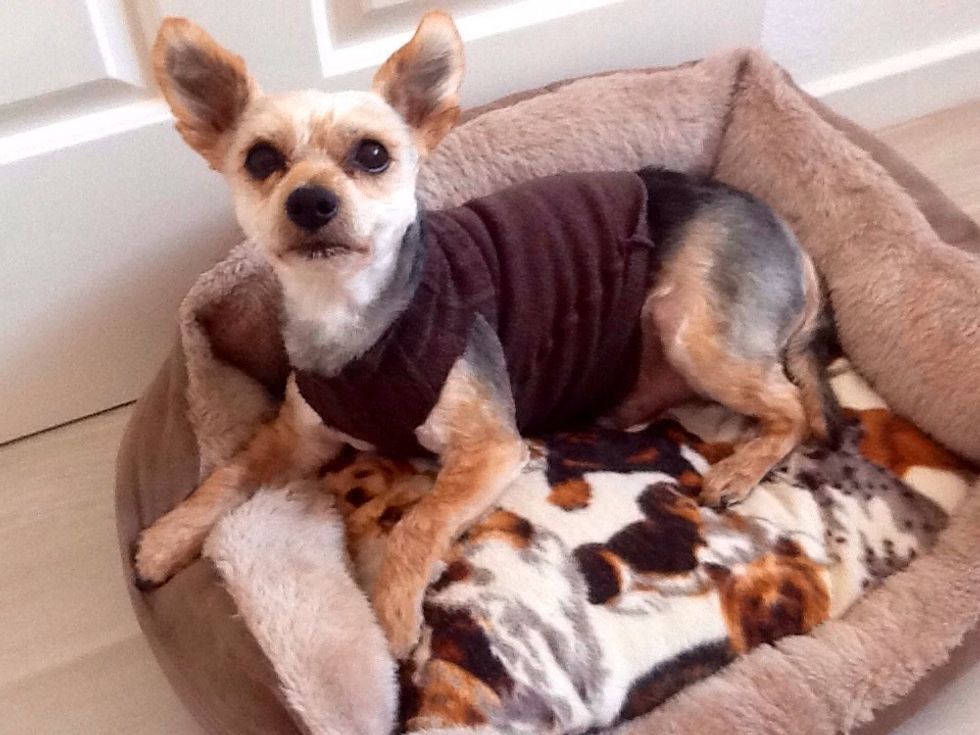 How to make an emergency vet. stitch protector for your dog B+C Guides