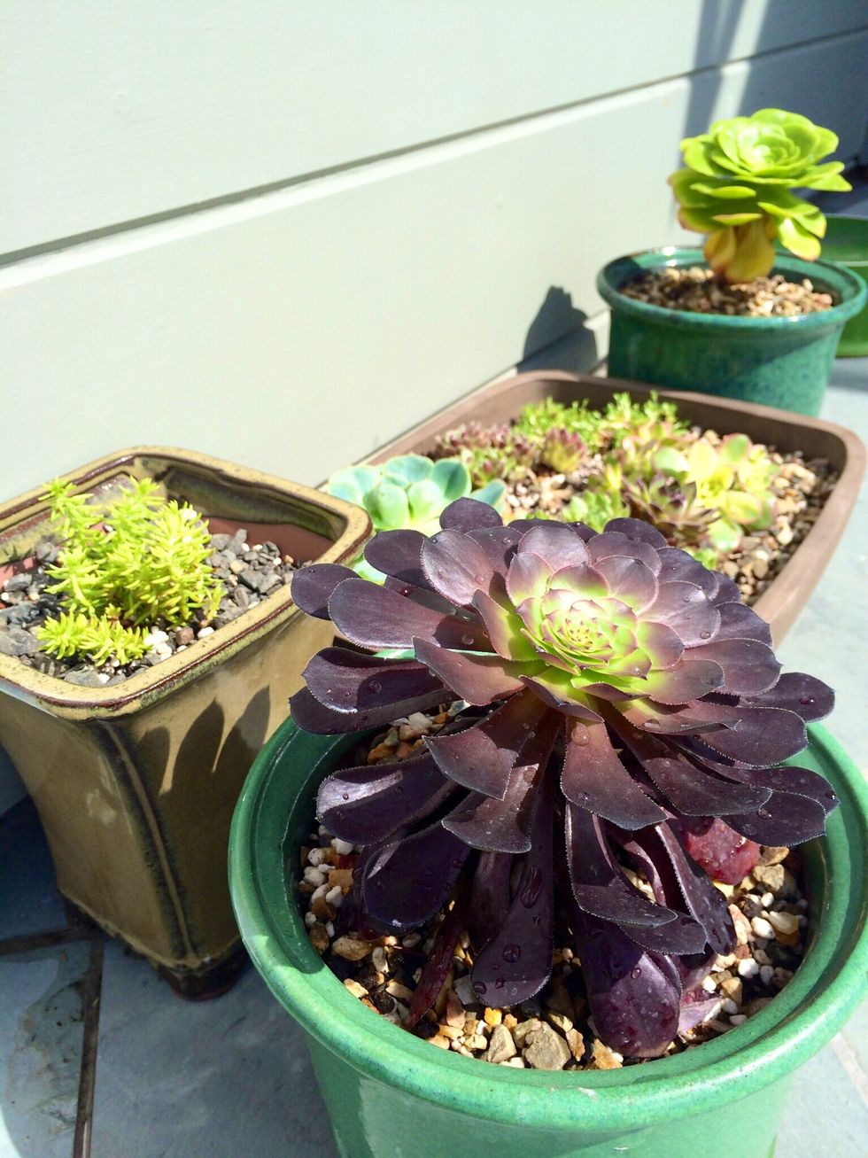 All of these beauties in less than an hour and a cost of $250 including tools and materials.