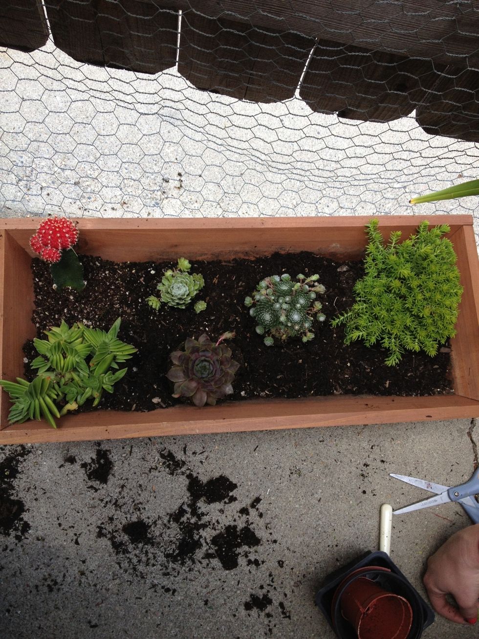 All plants are set into the planter. Some of the smaller ones I thought might get taken over by the larger ones, I placed a bit higher by adding just a bit more soil under.