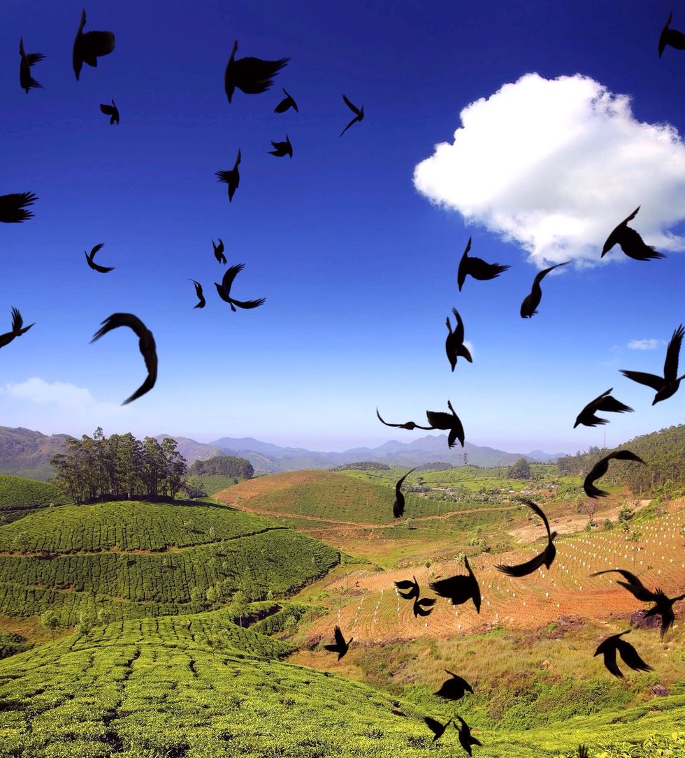 All the birds were added to this photo. Click on the "ravens" stylus and hold your finger on the photo where you want the birds. They fly around on your screen as long as you hold your finger down.