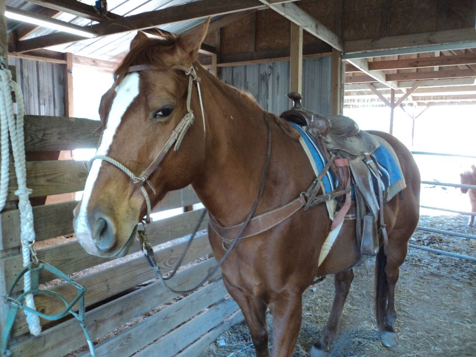 All the necessary tack is on the horse.