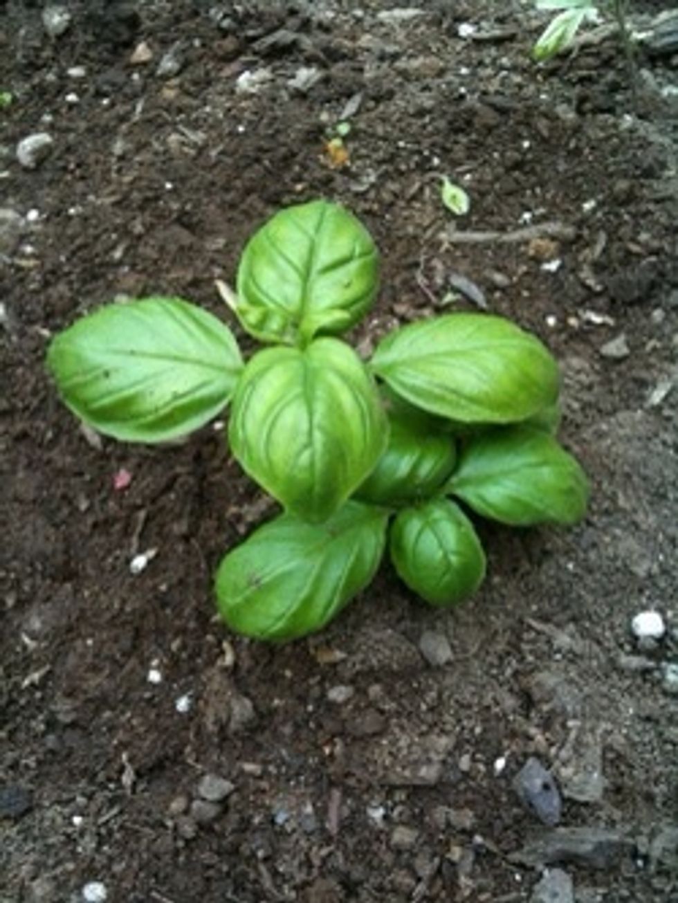 Allow adequate drainage ~ after transplanting to a pot, line the base of the pot with dime sized rocks. If transplanting to your garden, pepper your soil with same.