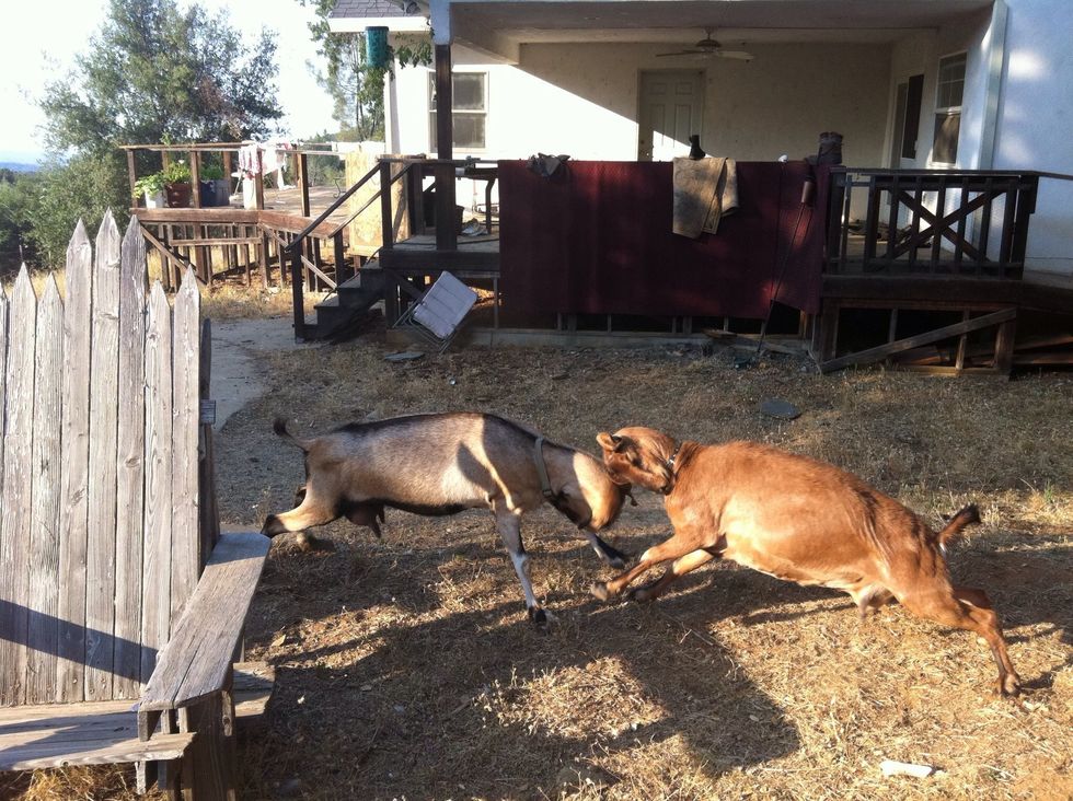 Alpine "PB" and Sassy our Kinder doe's. There will be disagreements on who is the "Leader"!
