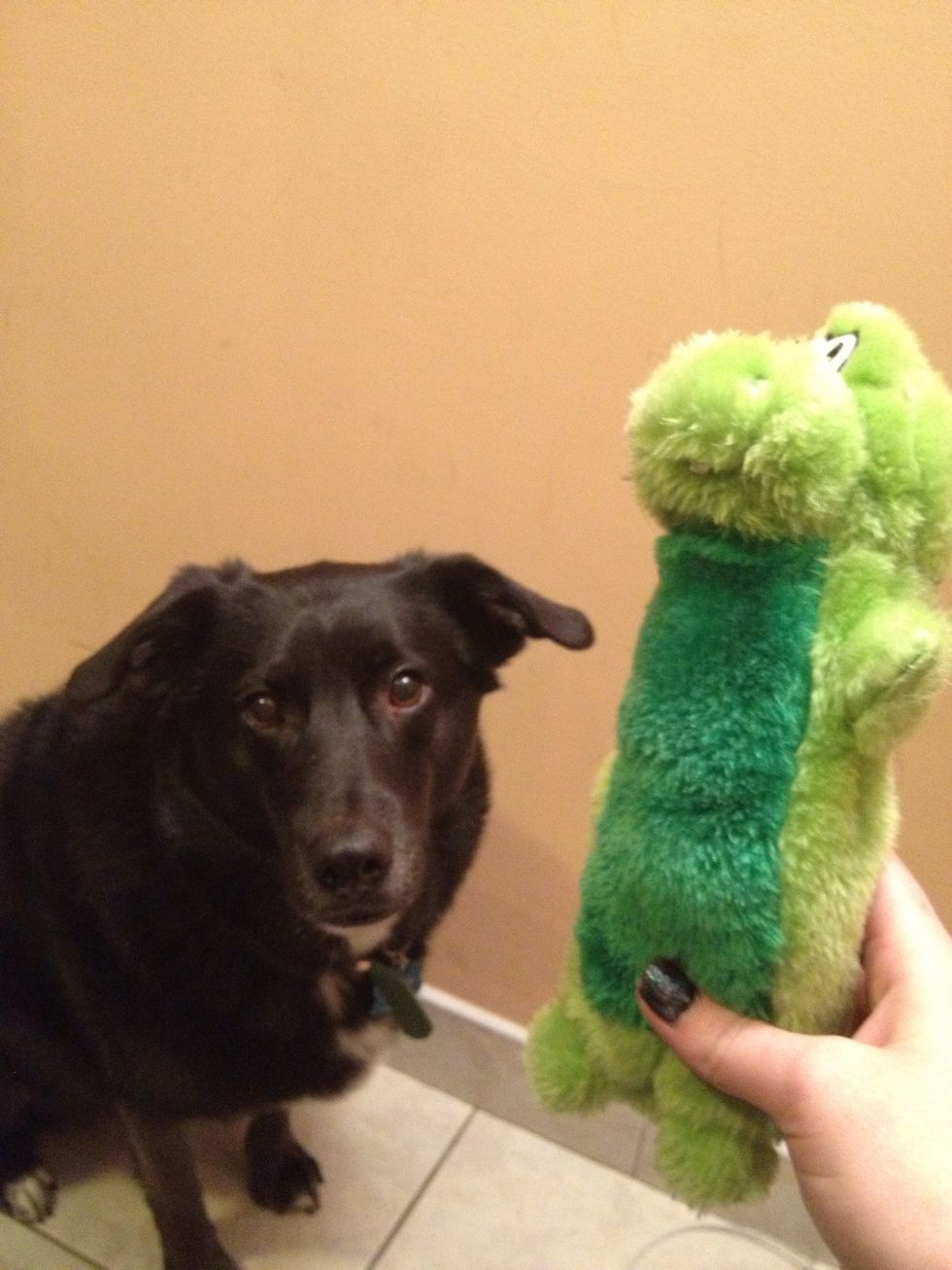 Also get your dog and a toy of theirs. A toy is the easiest thing to teach GRAB with, but once you have the method you can transfer it to other objects.