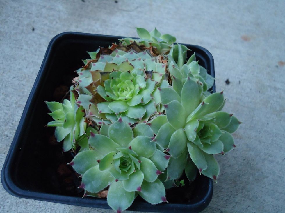Also with 'Hens & Chicks' (above) you can clip off one of the surrounding plants and put it in a pot once the roots get large enough. It will basically propagate its self, too.