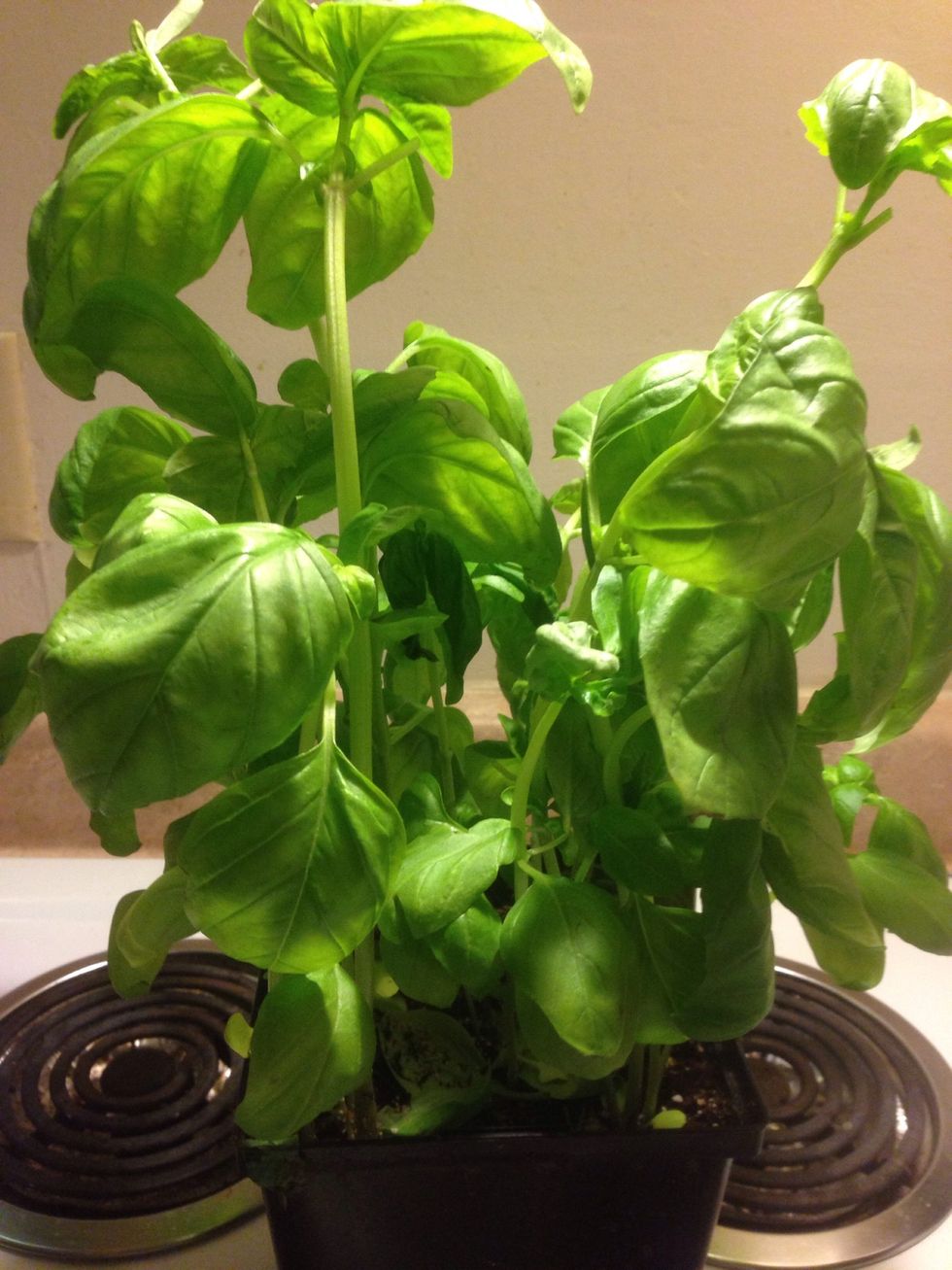 Always fresh basil, if u got it