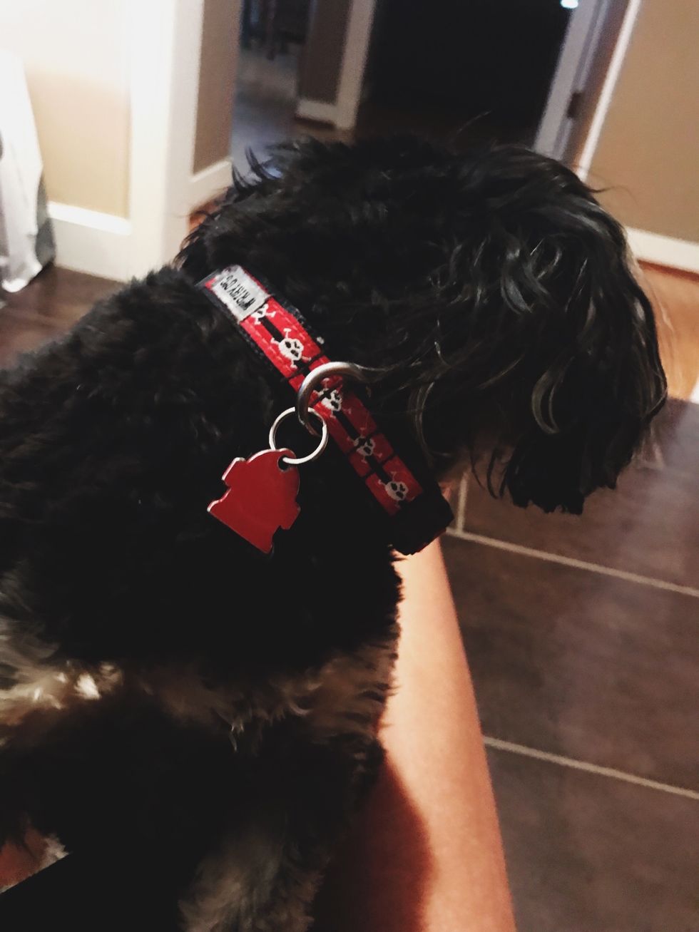 Always have a collar on your dog. This will be helpful incase of the emergency of losing your loved pup!