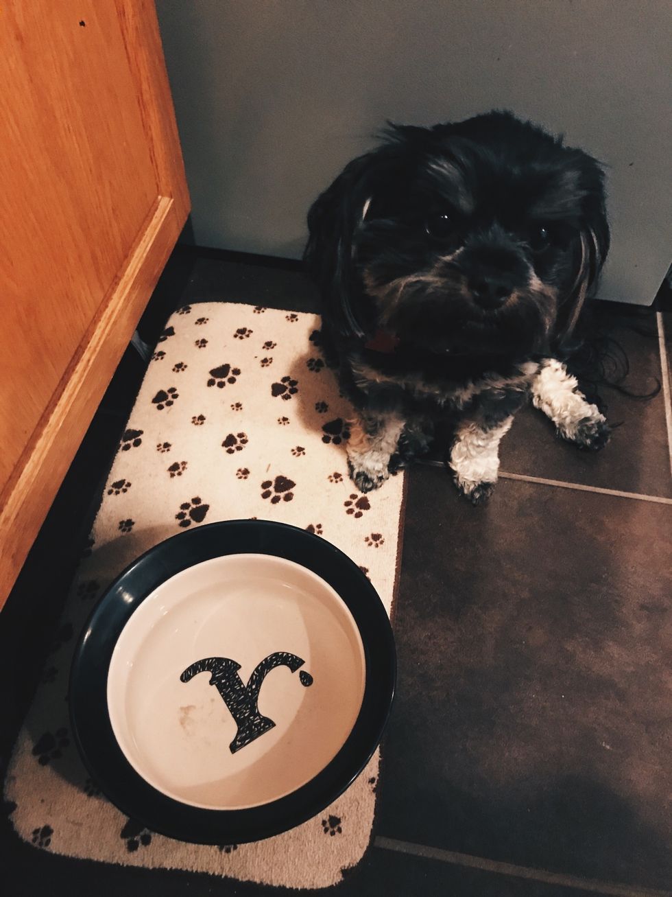 Always have fresh water ready for your dog!