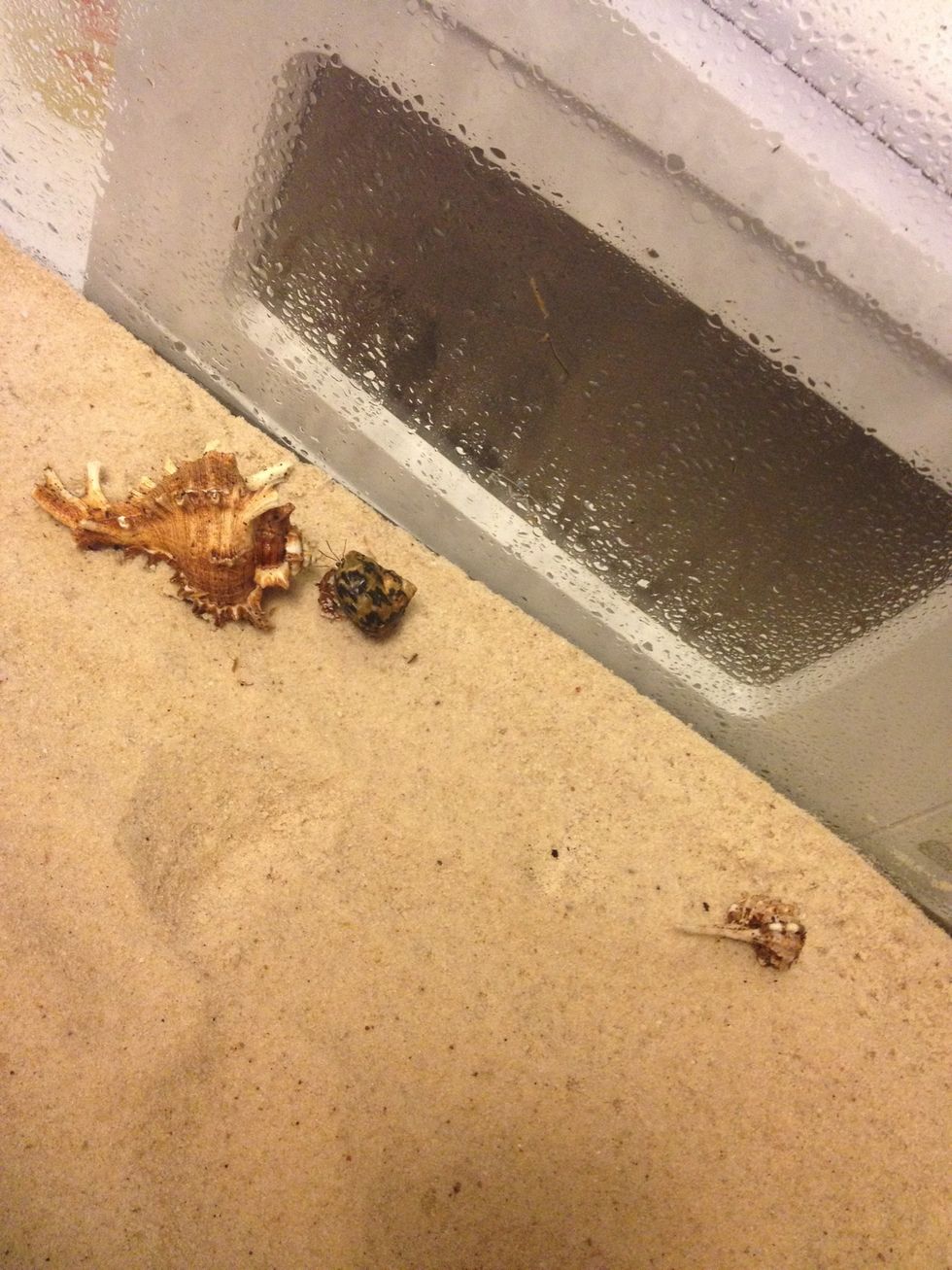 Always keep a wide variety of shells. Especially ones with mother of pearl on the inside. They love thick shells, also please dont buy shells with paintings, most paints are toxic, and harmful to crab