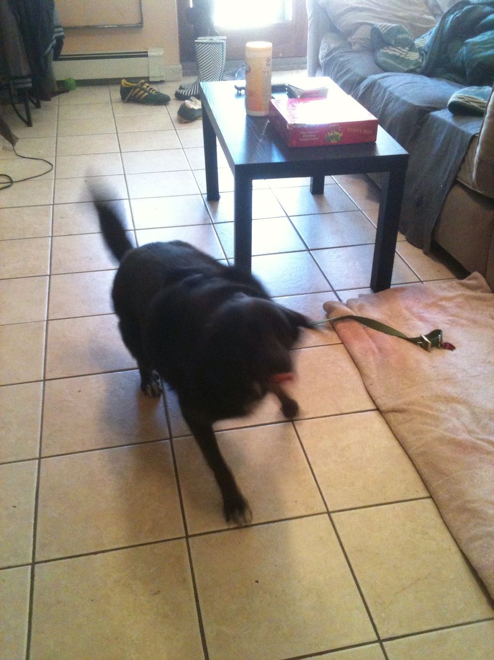 Always release your dog letting them know they're done with that action and you aren't going to ask them anything else in that session. I use the word OK and pay my leg.