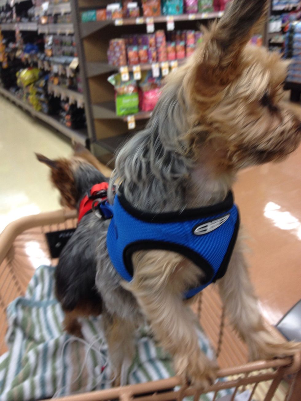 Always reward your pet! Take him/her to a pet shop like Petco!