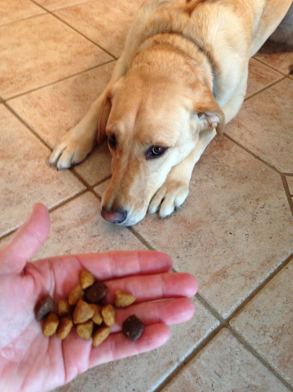 Always use TINY treats for training (kibbles, or break up milk bones). Making your dog overweight causes health problems, so think small. A tiny bite is reward to them & takes less time to chew.