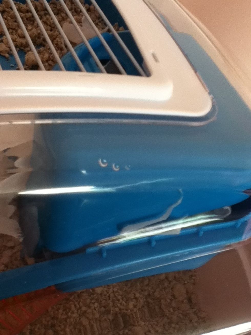 And a little hut where they can hide or sleep in (put the bedding in this).