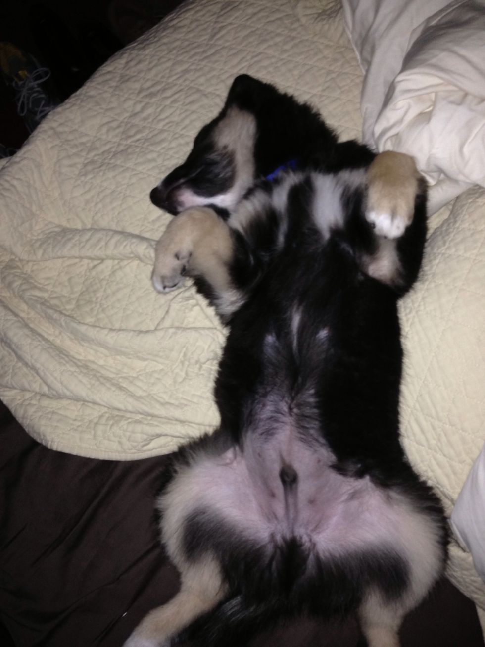 And as he grew, so did the size of his accidents \ud83d\ude1f. Then a vet I talked to asked if he does it in sight of us? 'No.' I responded. Then, the solution was very easy.