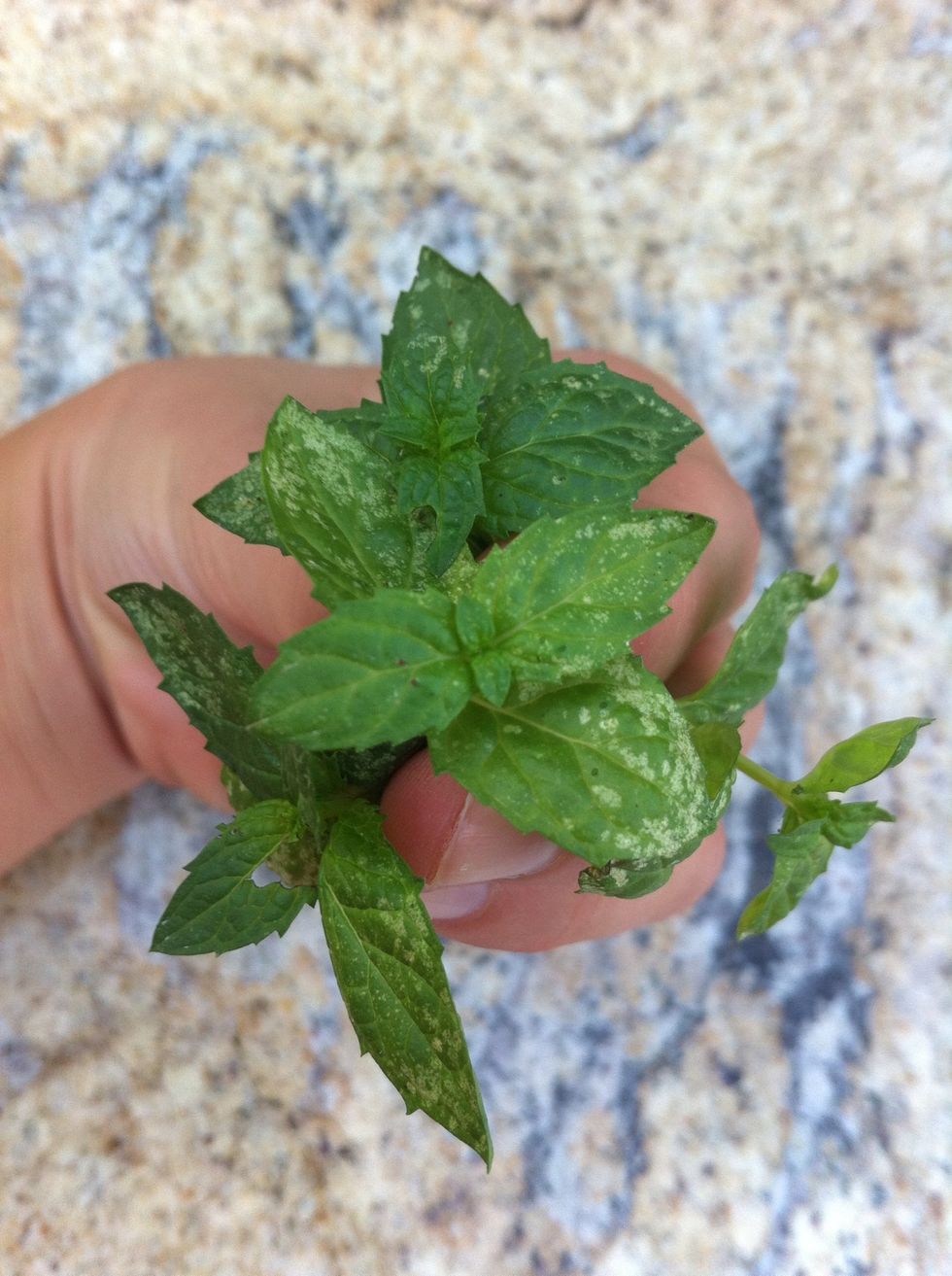 And fresh mint