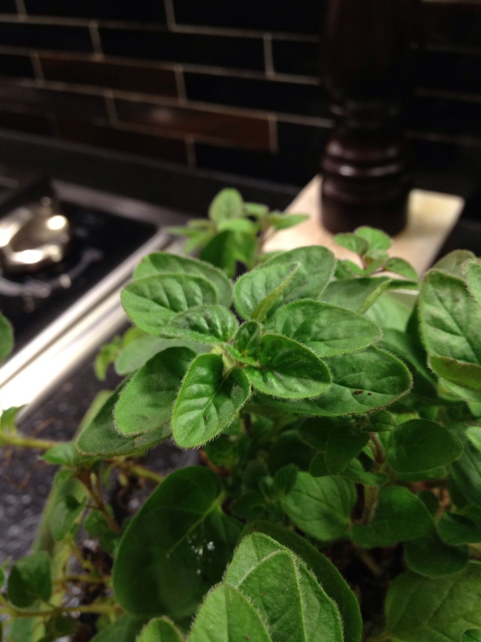 And fresh oregano if you feel like picking some leaves