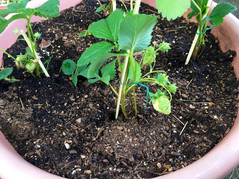 And gently the the plant and chopstick together