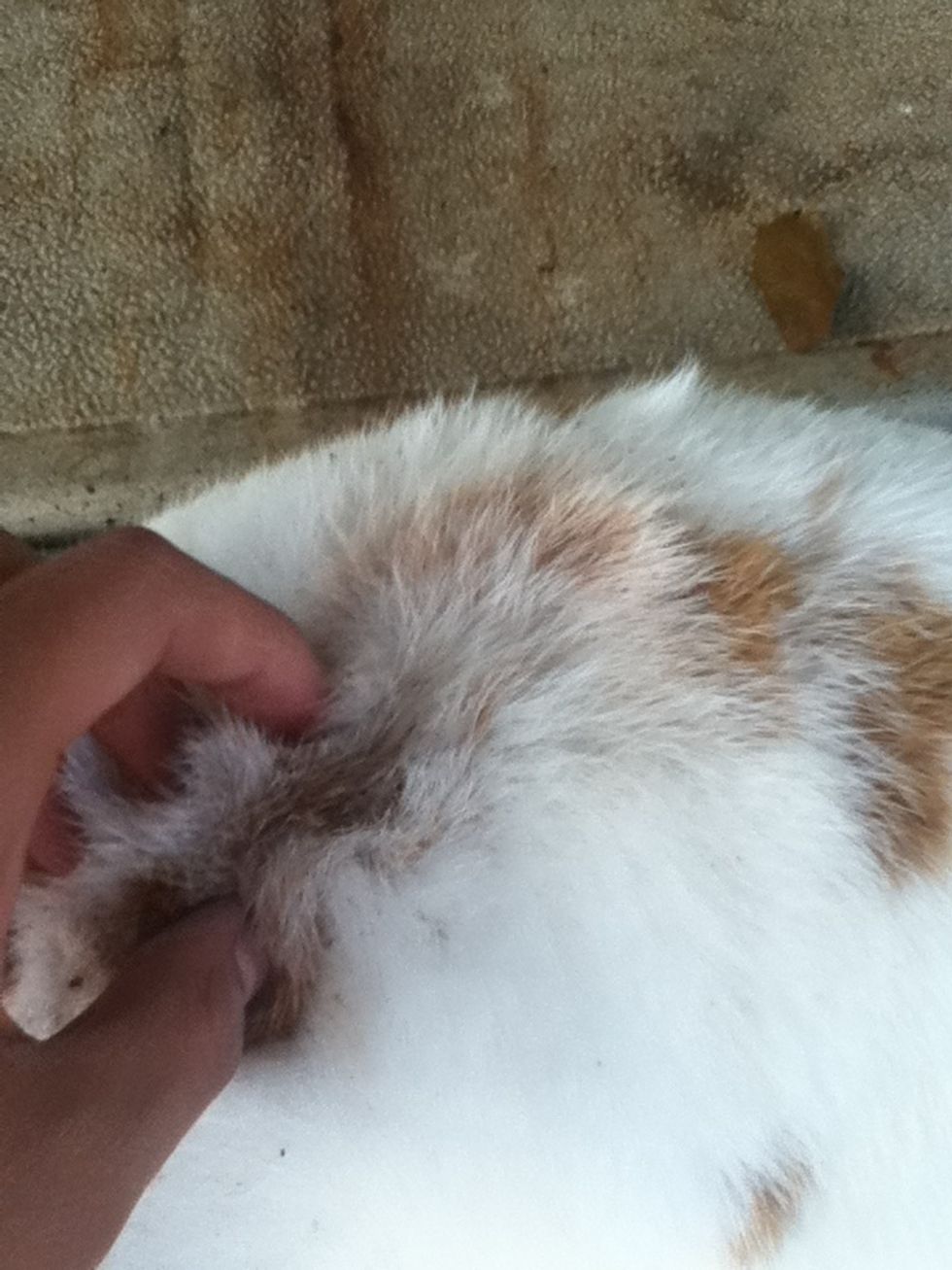 How to repel fleas on a rabbit naturally B+C Guides