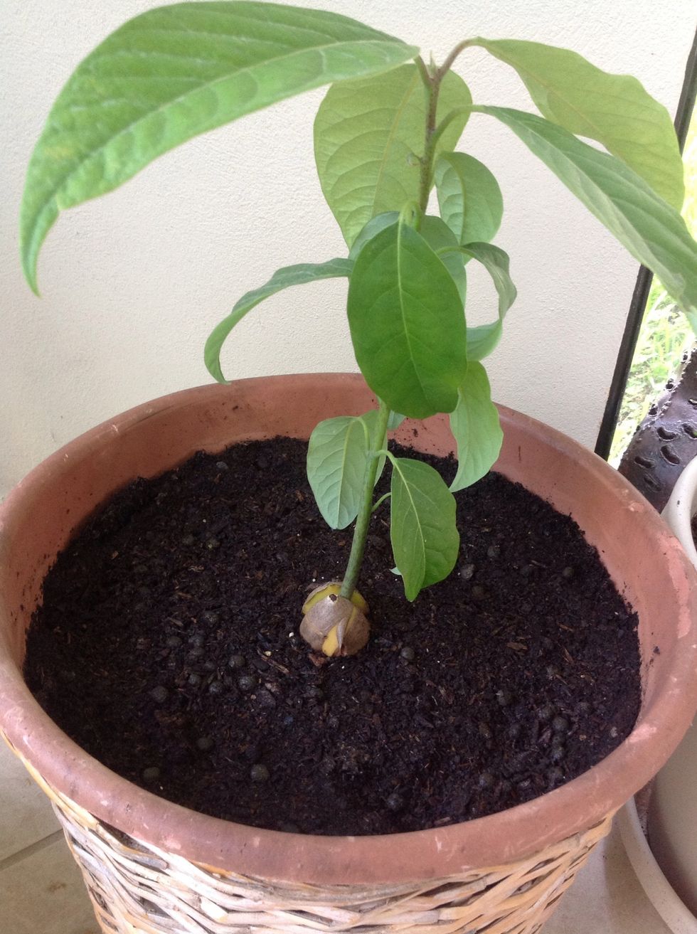 And lastly if you have the time and space, plant your seed from the avocado into a pot and get a lifetime supply of delicious hass avocados!