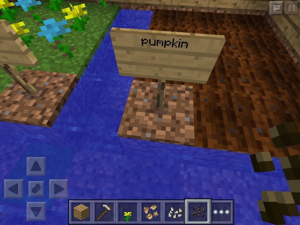 and pumpkin