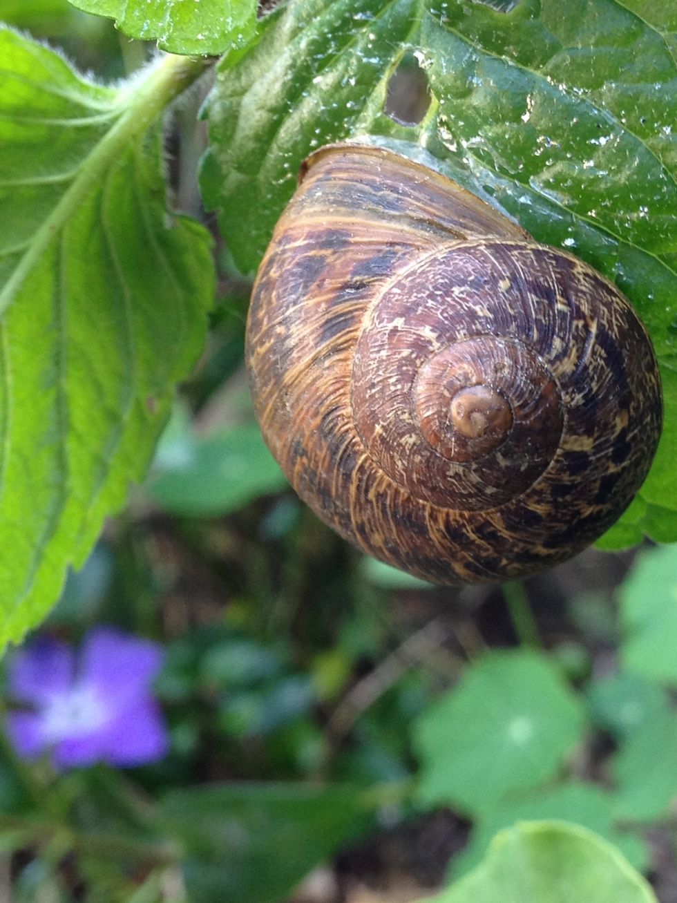 And some mint (minus the snail).