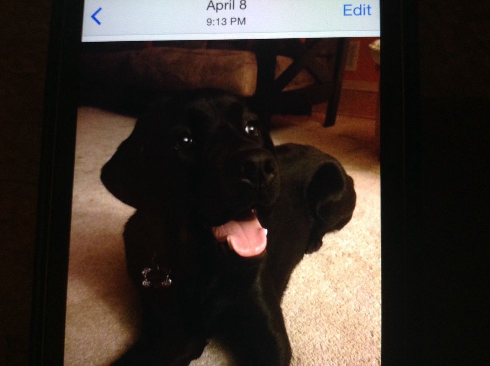 And that's how you tach your dog paw!