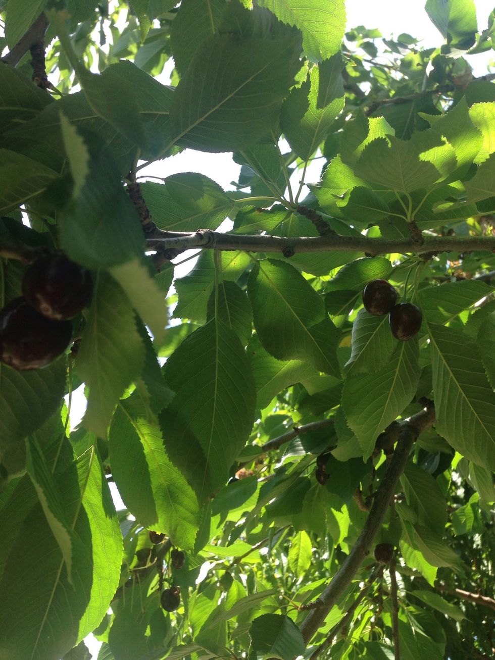 And this is our cherry tree