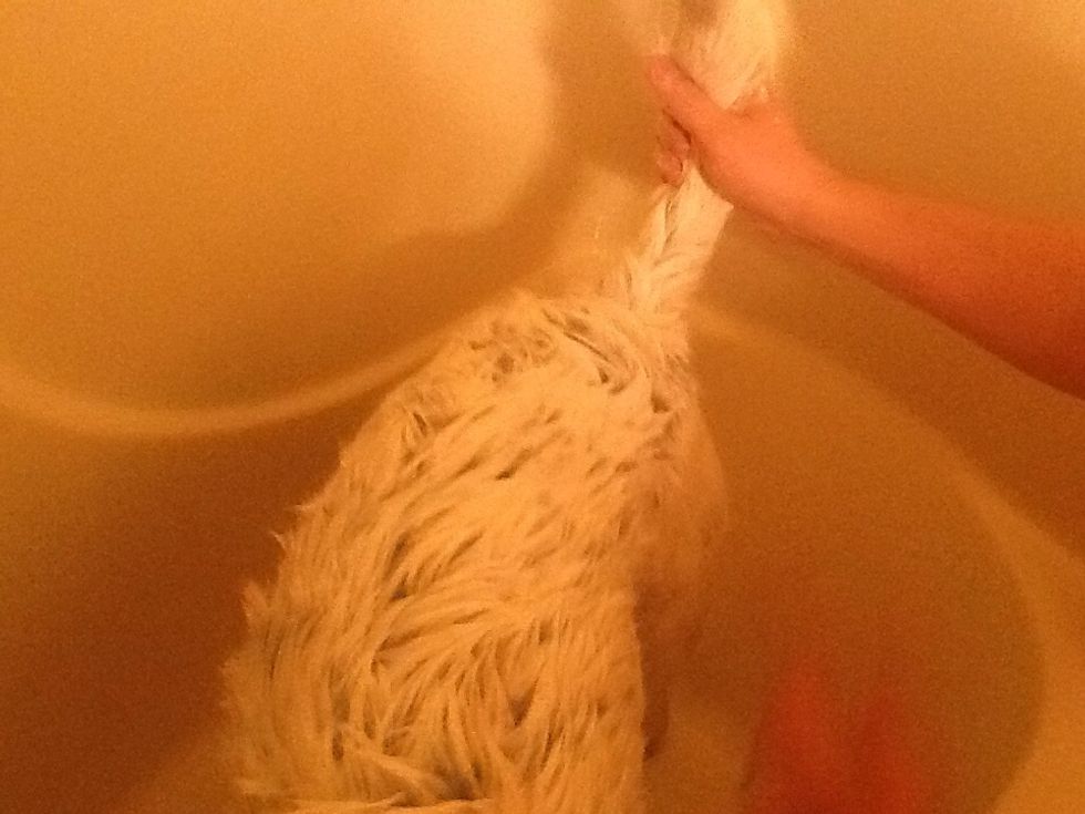 And wash his tail.