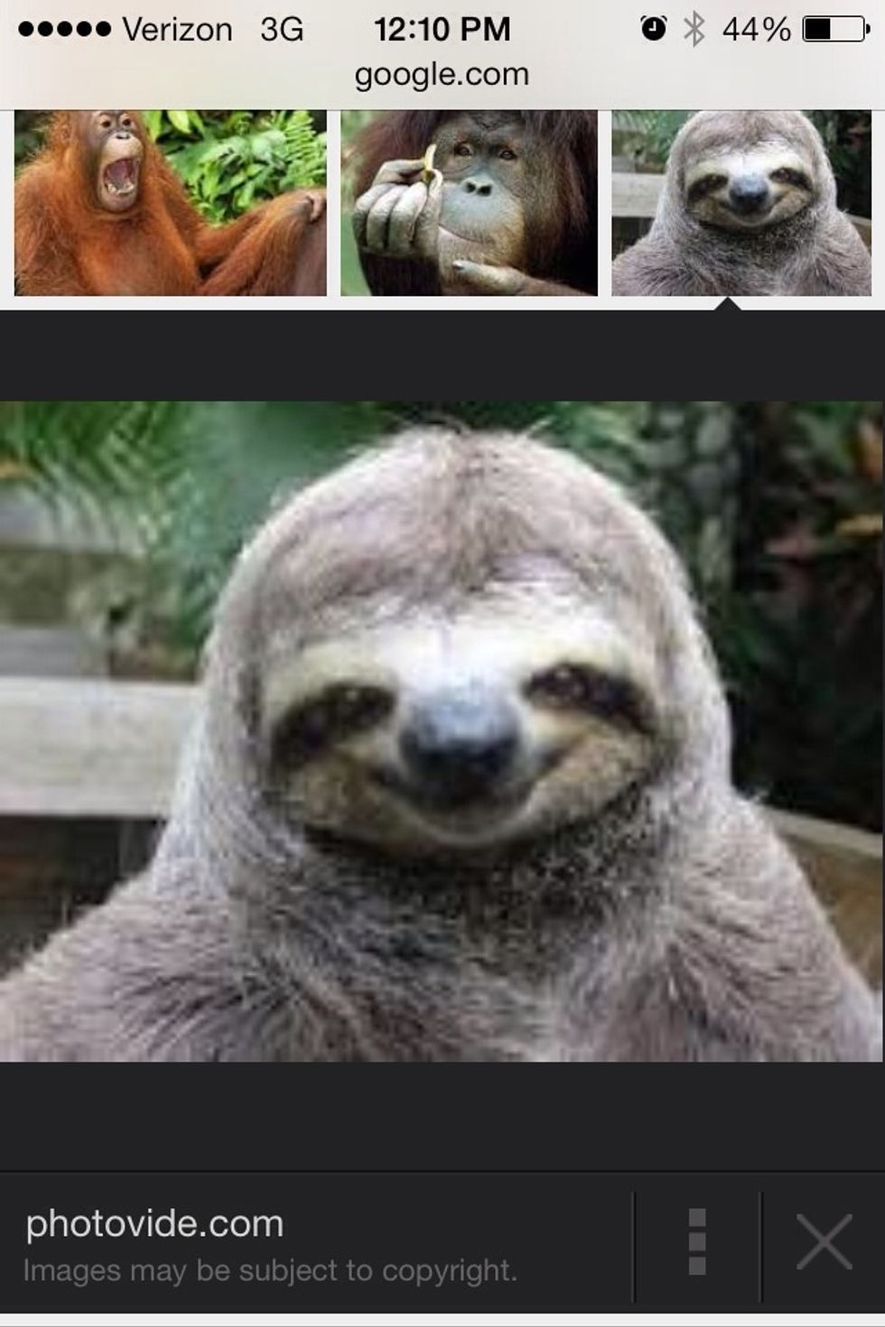 Animals in the wild do what ever it takes to survive and protect their family. They never give up.