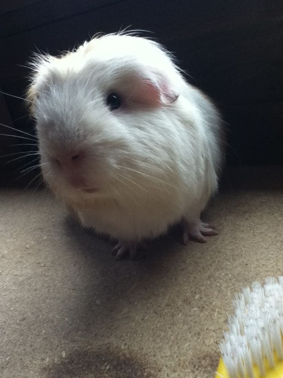 Annoying guinea pig husband optional!