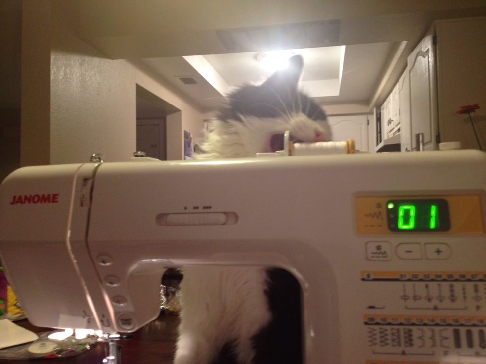 Another gratuitous cat picture. Allistair likes to help. But back to my guide...