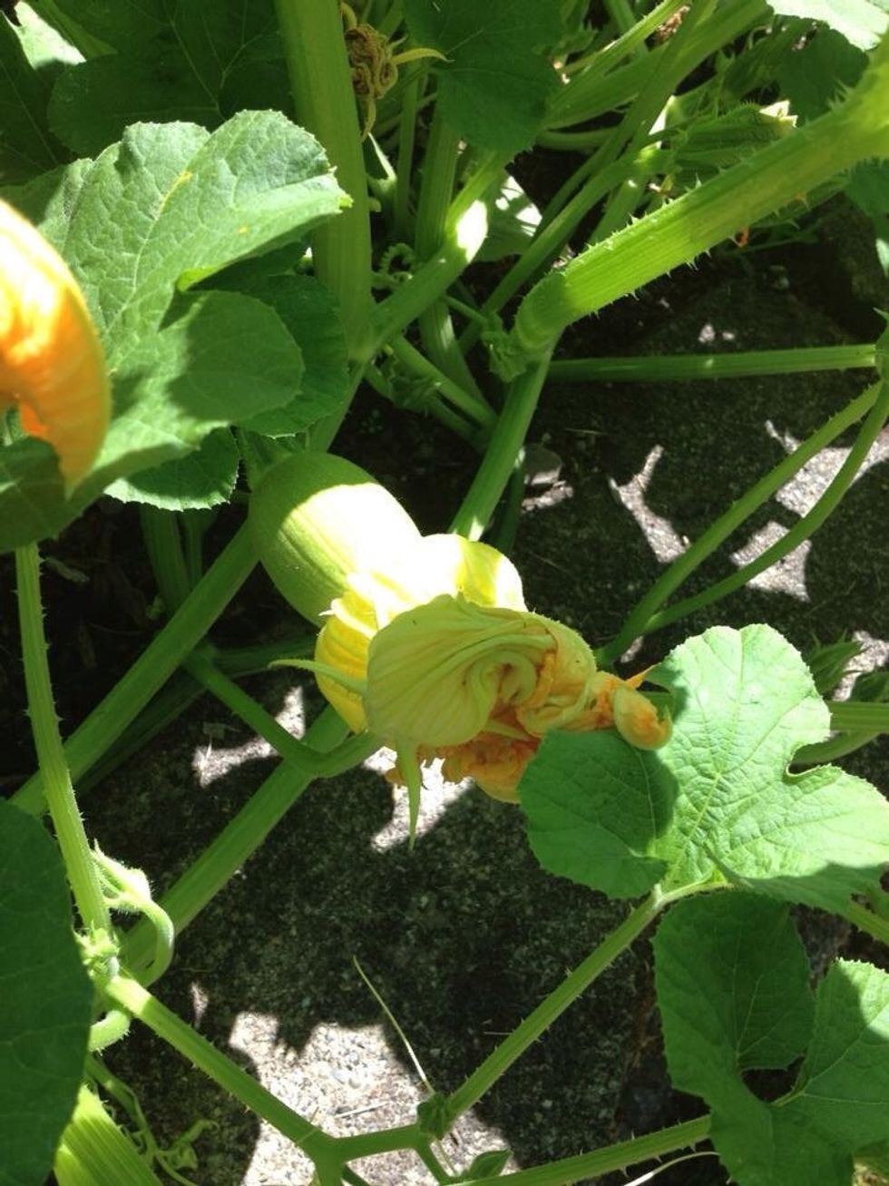 Another month or two went by and look at the pumpkin growth!