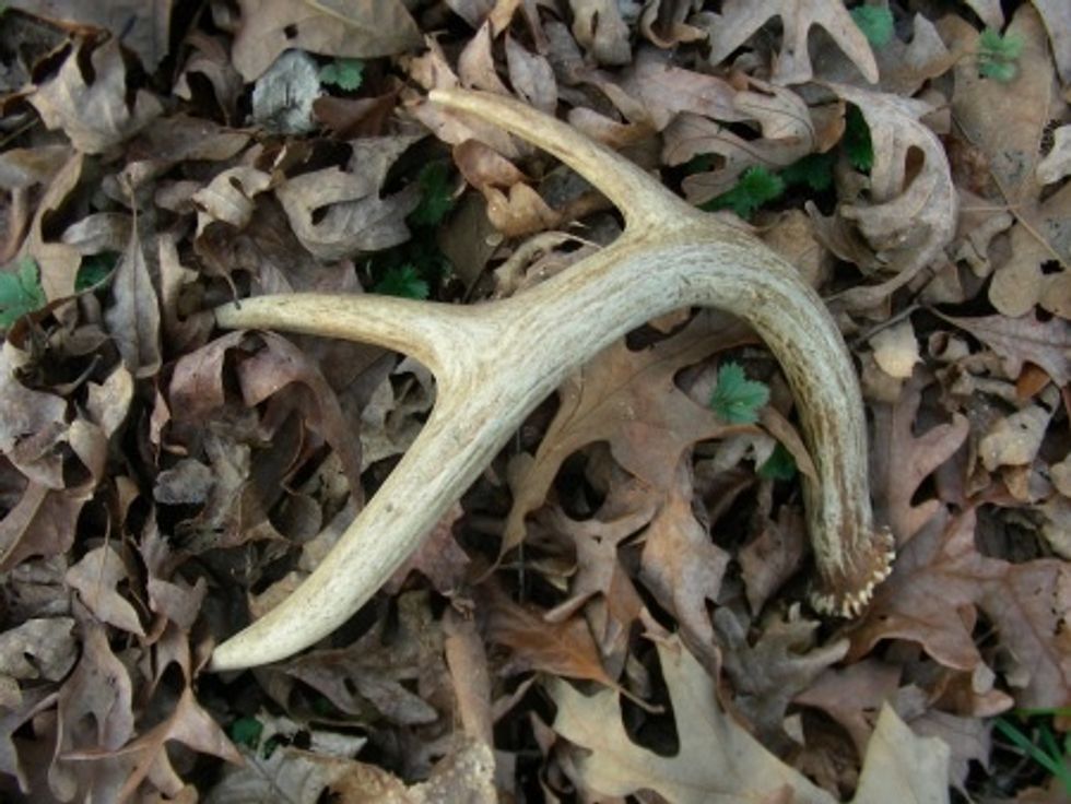 Antler--what a great renewable resource. From January to late March, male deer will lose their antlers and begin growing new ones. I love finding these treasures when I hike in the woods.