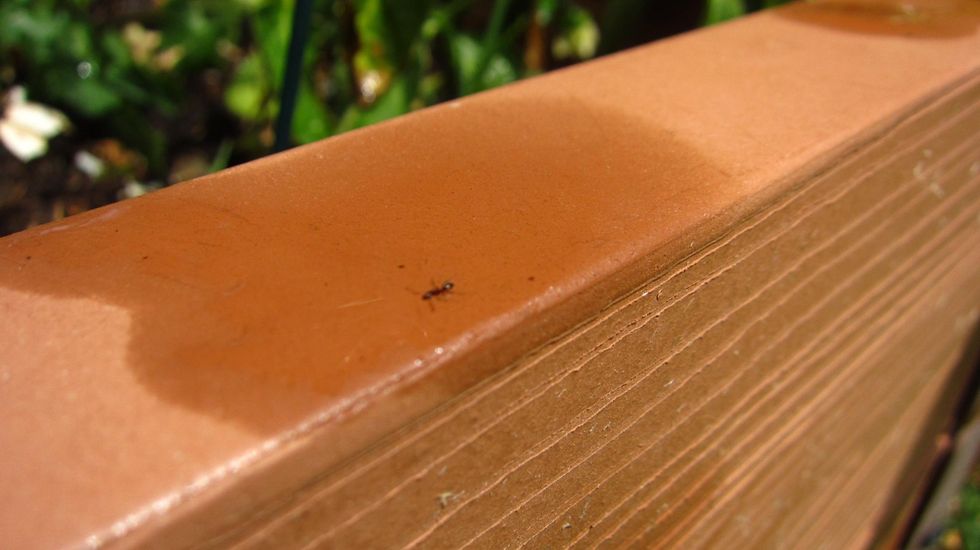 Ants are a big problem for plants and leaves. This ant didn't make it after a Cinnamon Oil shower. Remember only " Ceylon Cinnamon Leaf Oil " with high Eugenol content works against aphids and ants.