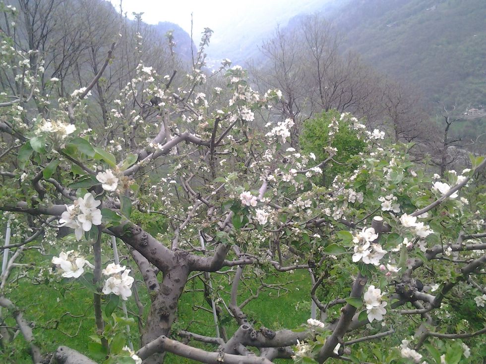 Apple flowers