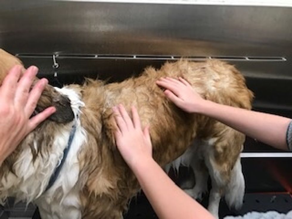 Apply conditioner to your dog.