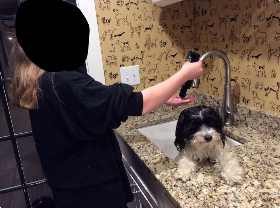 Apply shampoo and scrub throughout the dog's fur.