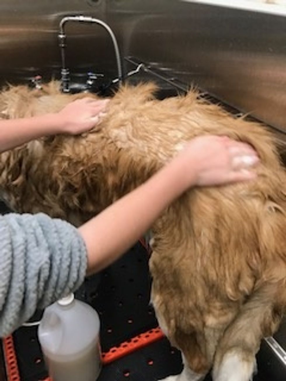 Apply shampoo to your dog.