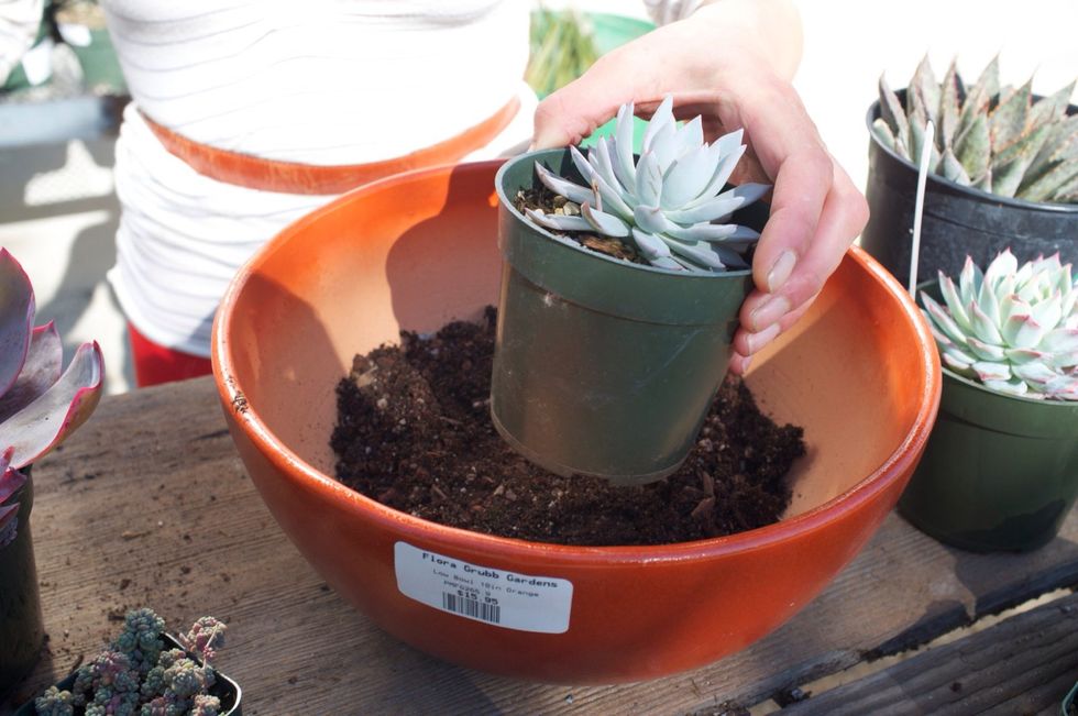 Approximate how much soil you will need for the base layer by examining your chosen plants and how much soil is needed to lift their surface up to the surface of the pot.