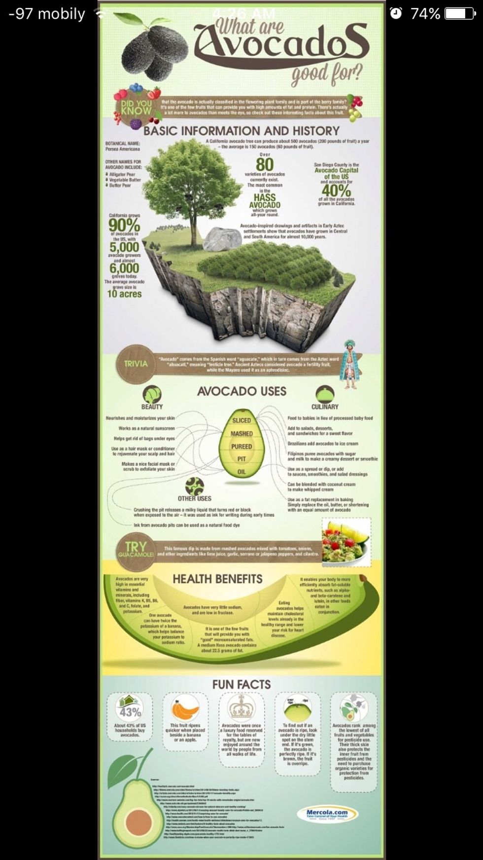 ARE AVOCADOS HEALTHY?