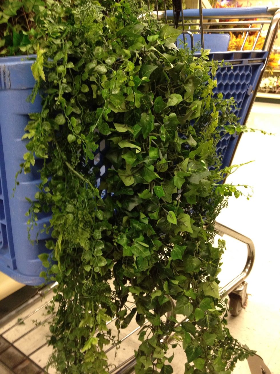 Arrange last "Garland Greenery 563023" at the center of vine so there is 3 feet on each side to the right of the array. Wire with array.