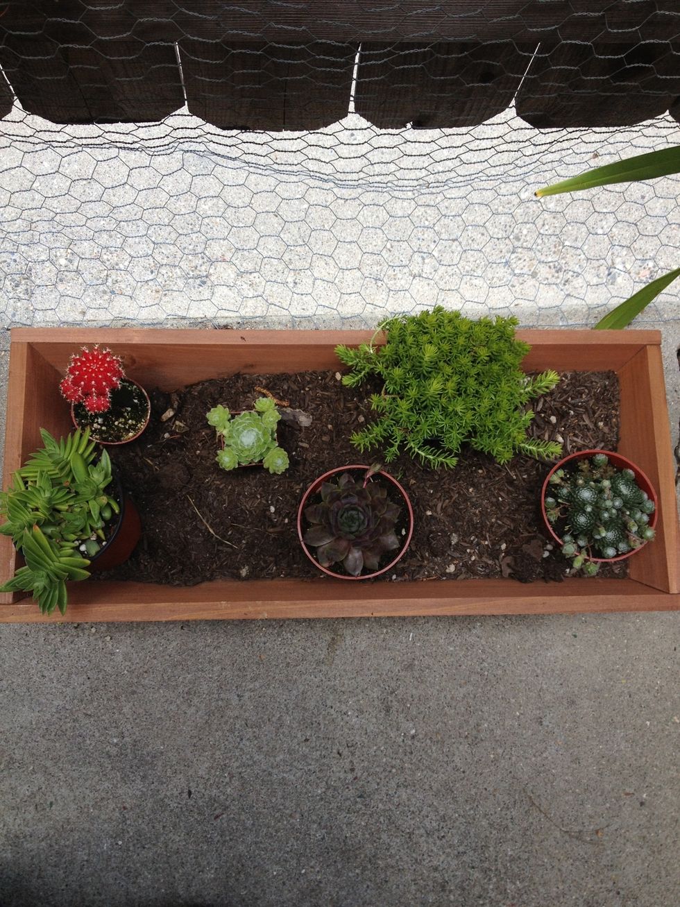 Arrange your succulents before taking out of their pots and start digging.