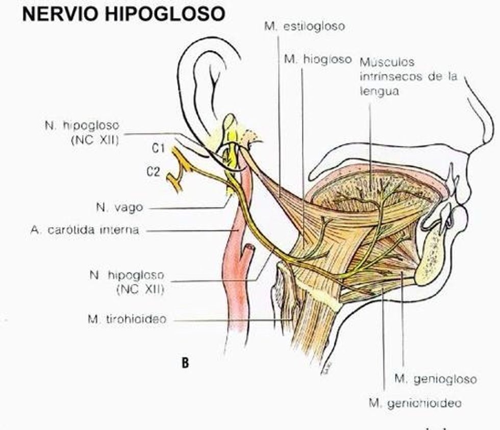 Articulaci\u00f3n de palabras del paciente, aunque tambi\u00e9n contribuyen los nervios: V, VII, X y XII Explorar lengua en el suelo de la boca. Buscar atrofia y fasc\u00edculaciones.