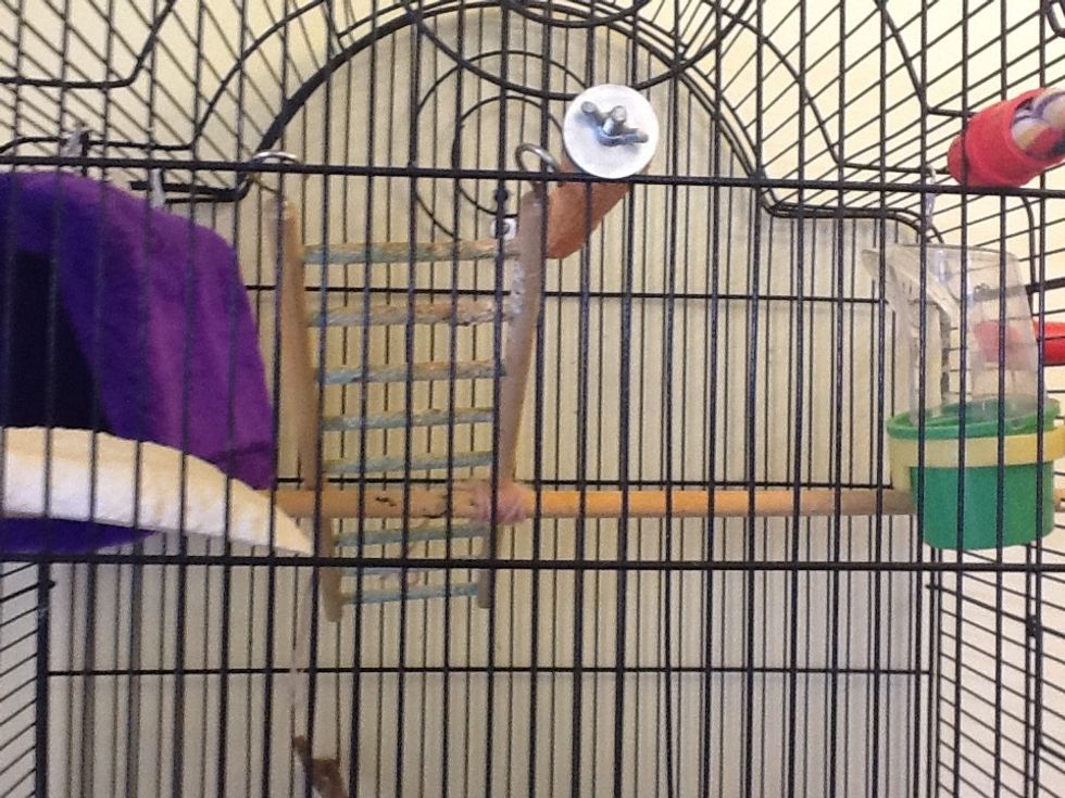 Artificial perches must have poo scraped of them or it goes mouldy, and in an attempt to take it off themselves you bird could get sick :(
