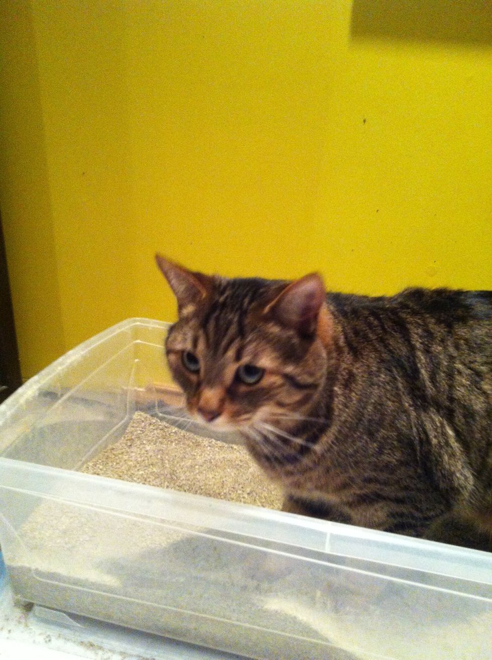 As soon as you bring your cat home put the cat in the litter box right away