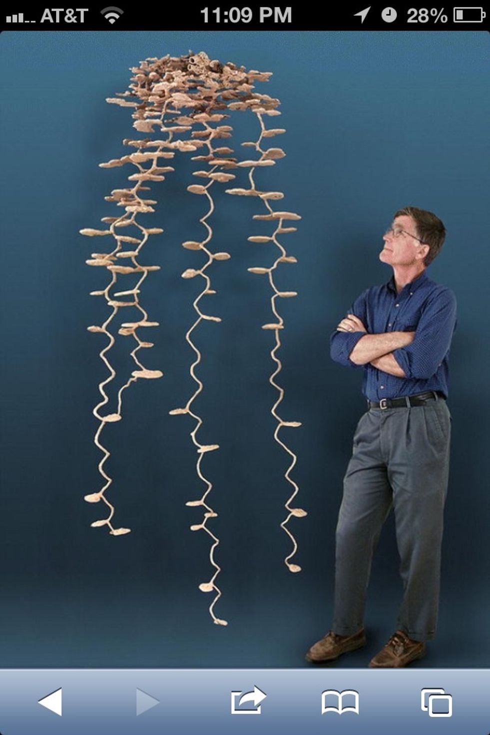 As you can see, (courtesy of Wikipedia), an ant colony is larger than the small ant hill we see on top of the ground. Tap on picture to see the entire colony.