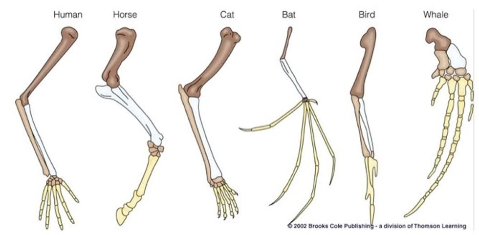 As you can see, each arm (and animal) has the same bones. This makes it easy to break down the structure of birds, reptiles, and mammals, a good percent of the figures around us in our everyday lives.