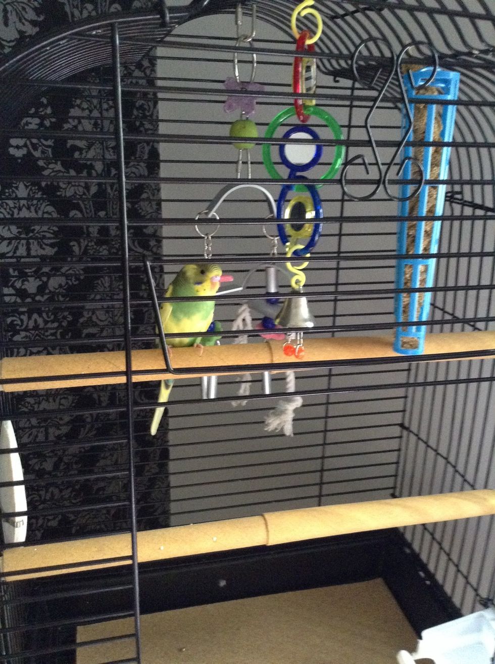 as you can see, I have 2-3 toys in the cage. (the third is a small one at the bottom of the cage) this will help keep it entertained, especially you only have one budgie