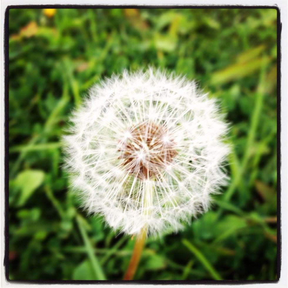 As you can see, in this photo I have focused on the mini dandelion. Making the background layer blurry. If I focused on the backround, the dandelion would go blurry. I did This in the previous photo