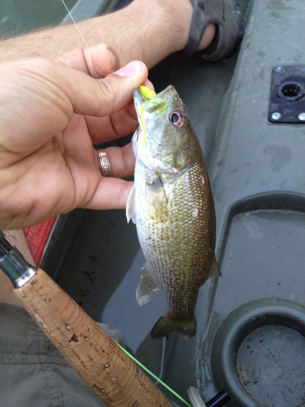 As you can see, it does catch fish. I used a chartreuse version of this fly while fishing the Guadalupe River in Texas.